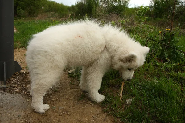 Samoyed cachorro jugando —  Fotos de Stock