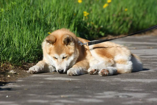 Lazy dog on the sidewalk — Stock Photo, Image