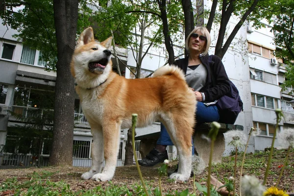 女性とベンチに犬 — ストック写真