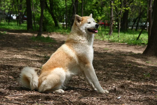 Bonito cão posando — Fotografia de Stock