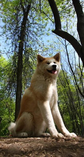 Güzel köpek poz — Stok fotoğraf