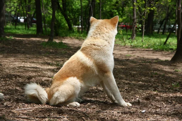 Hermoso perro posando — Foto de Stock