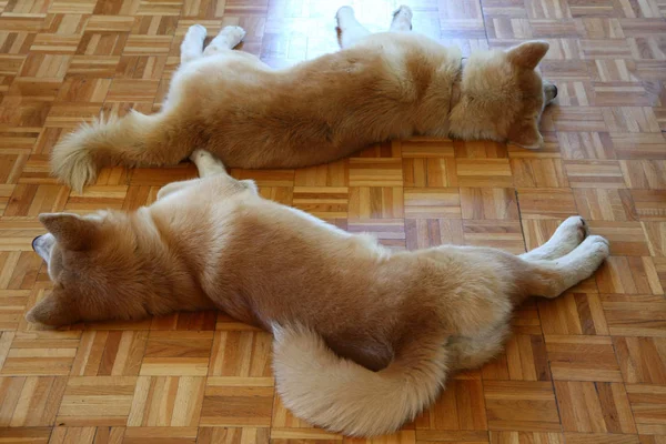 Cães cansados descansando — Fotografia de Stock