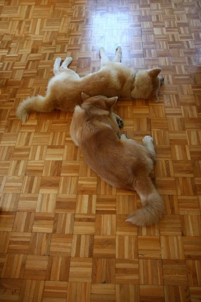 Akita Inu psy w mieszkaniu — Zdjęcie stockowe