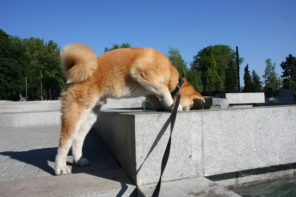 Cachorro sediento en fuente pública — Foto de Stock