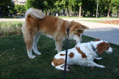Köpekler introdusing genel Park