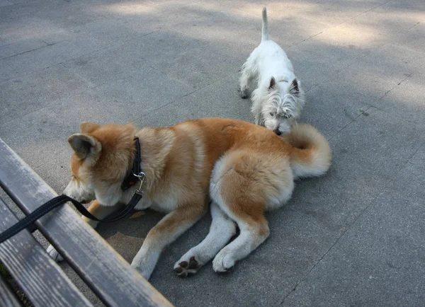 Kleiner Hund und großer Welpe — Stockfoto