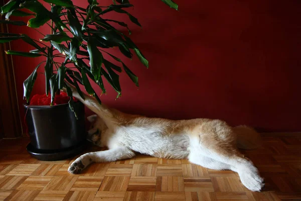 Cão preguiçoso no chão do parquete — Fotografia de Stock
