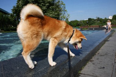 Genel Çeşme üzerinde kaymasını Ppuppy