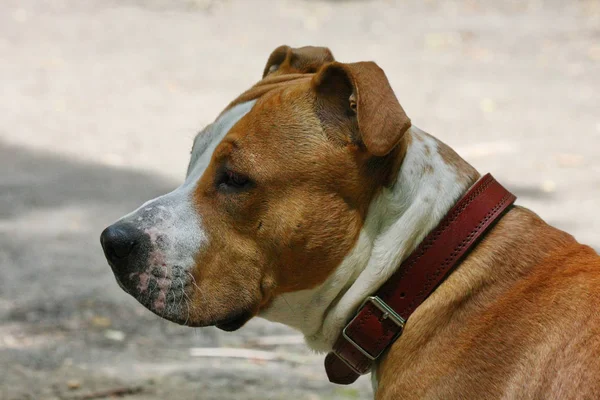 Portret młodego psa — Zdjęcie stockowe