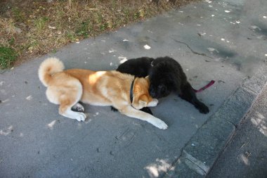 Şirin oynayan köpekler