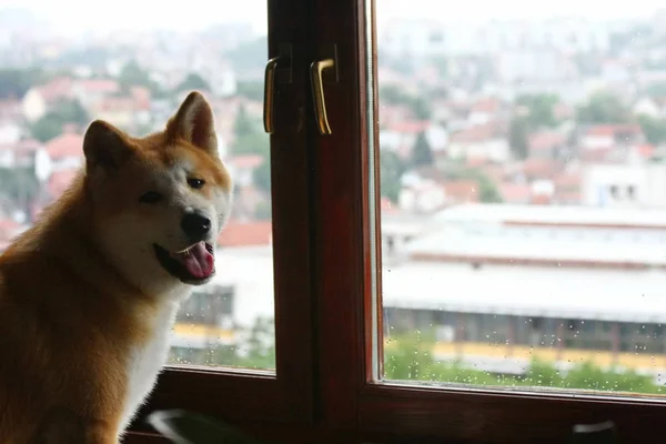 Perro junto a la ventana — Foto de Stock