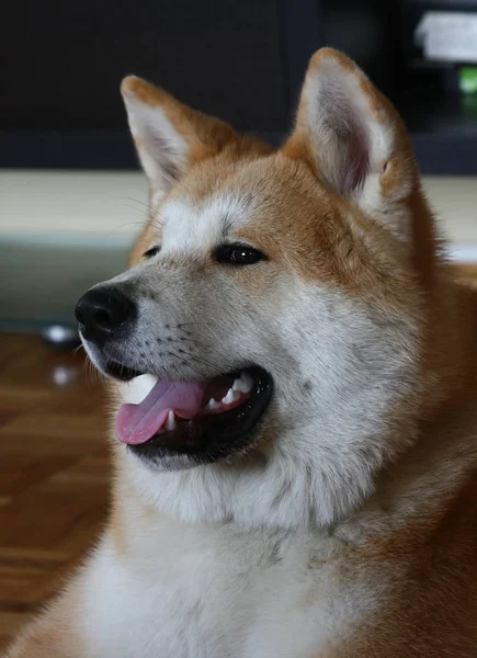 Porträtt av ung hund — Stockfoto