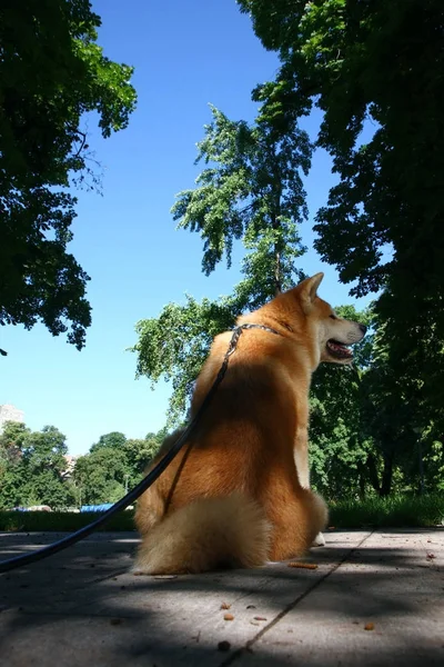 Psa w parku publicznym — Zdjęcie stockowe