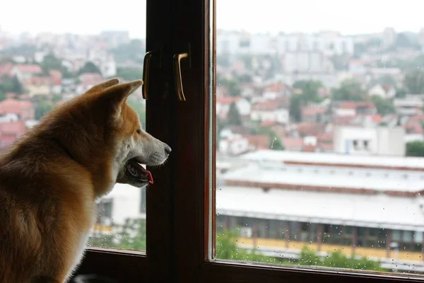 Hond naast het venster — Stockfoto