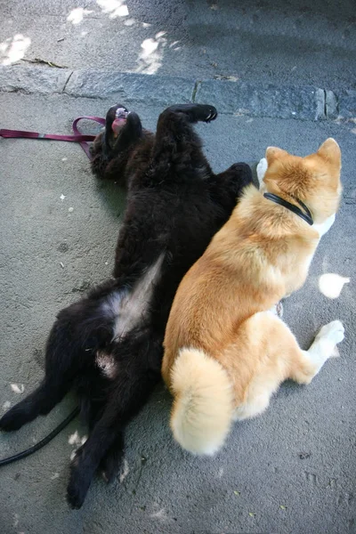 Bonitos cães de caça — Fotografia de Stock