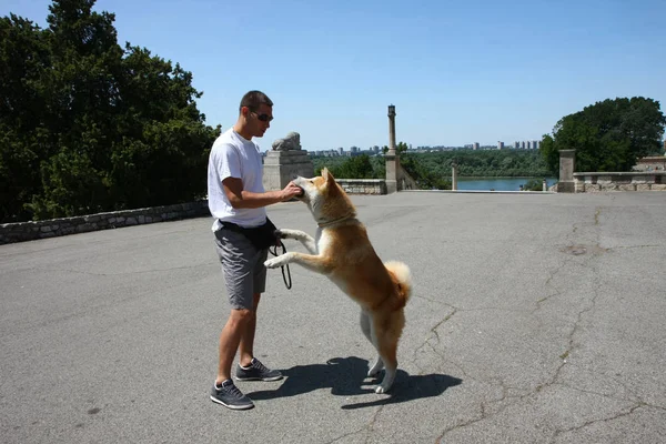 Akita Inu no parque público — Fotografia de Stock