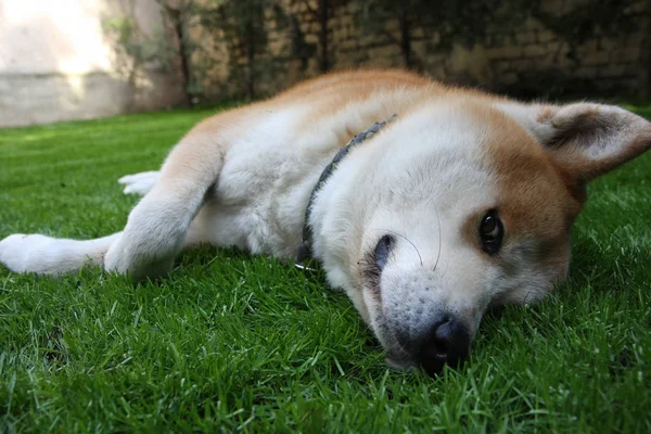 Hund genießt im Hof — Stockfoto