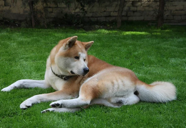 Cane godendo nel cortile — Foto Stock