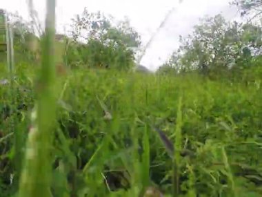 Yeşil çimen alanında öznel kamerayla video kaydı