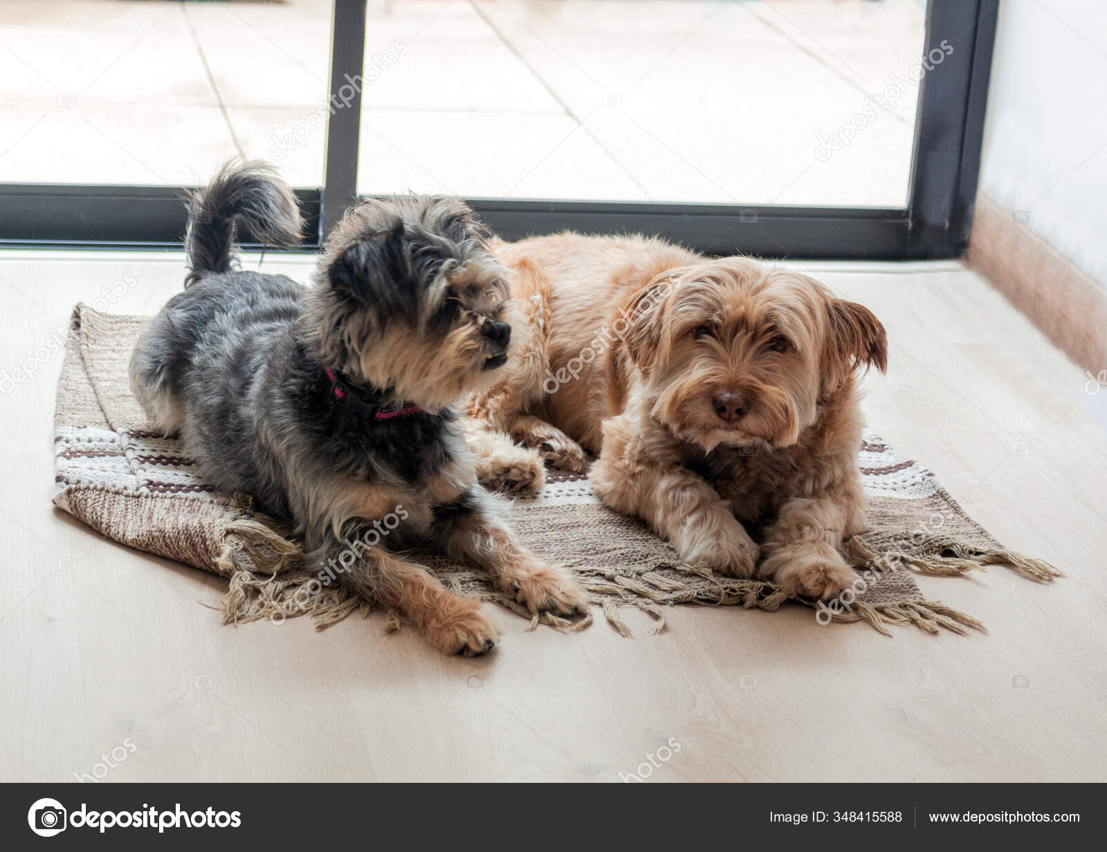 Two Dogs Resting One Carpet Room Next Window Stock Photo By C Fabianponcegarcia Two Dogs Resting One Carpet Room Next Window Stock Photo By C Fabianponcegarcia