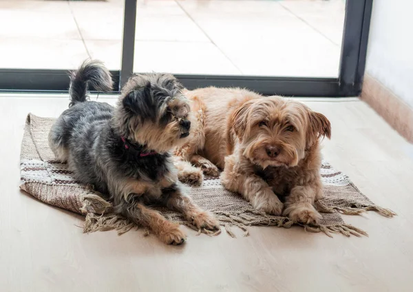 Pencerenin yanındaki odada bir halıda dinlenen iki köpek.