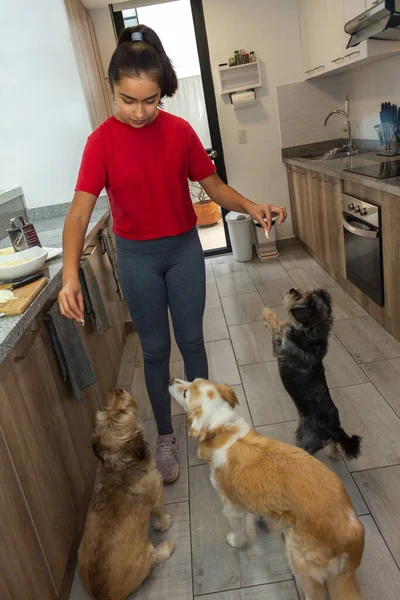 Teenagepige Tilbyder Mad Til Sine Hunde Mens Hun Laver Mad - Stock-foto
