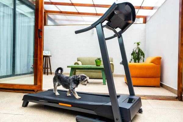 Karantina nedeniyle evin oturma odasındaki koşu bandında egzersiz yapan bir köpek.