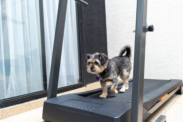 Köpek koşu bandında mutlu bir şekilde yürüyor.