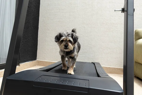 Koşu bandındaki bir köpeğin yakın plan çekimi, egzersiz, çünkü covid-19 yüzünden dışarı çıkamıyor.