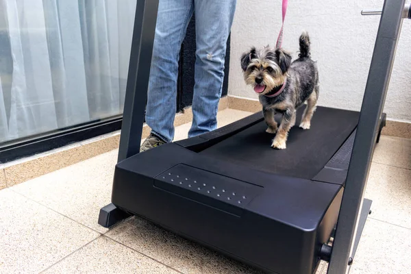 Köpek yavrusu, karantina nedeniyle köpeğinin yanından geçtiği koşu bandında egzersiz yapıyor.