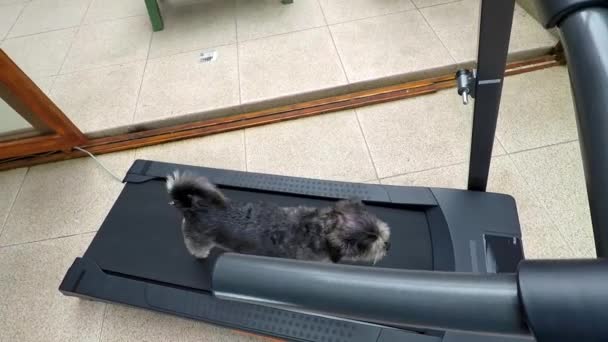 Evin Içinde Koşu Bandında Yürüyen Bir Köpeğin Hareketli Görüntüsü — Stok video