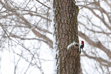 Kızıl saçlı ağaçkakan kış ormanında ağaçta oturuyor. 