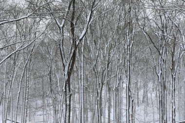 Gündüz vakti karlı ormanın manzarası 