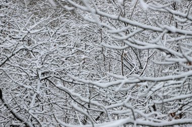 Gündüz vakti karlı ormanın manzarası 