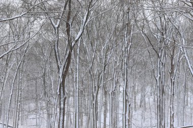 Gündüz vakti karlı ormanın manzarası 