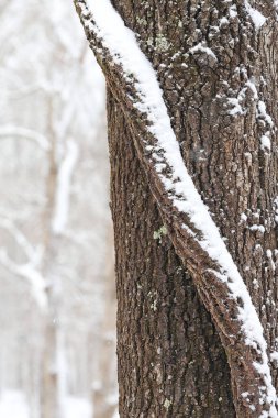 Gündüz vakti karlı ormanın manzarası 