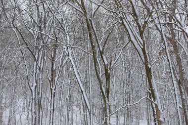 Gündüz vakti karlı ormanın manzarası 