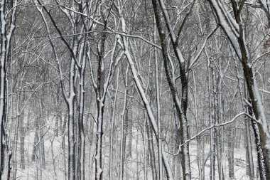 Gündüz vakti karlı ormanın manzarası 