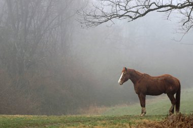 Tepede atlar, ağaçlar ve çimlerle sisli bir sabah.