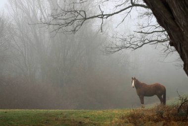 Tepede atlar, ağaçlar ve çimlerle sisli bir sabah.