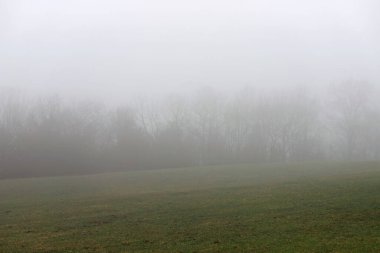 Sisli sabah ağaçları ve tepedeki çimenler