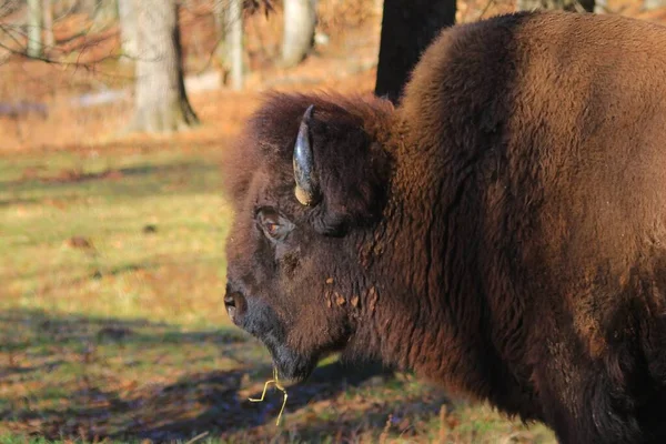 Closeup Bison Wild Nature — Stock Photo, Image