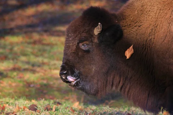 Closeup Bison Wild Nature — Stock Photo, Image