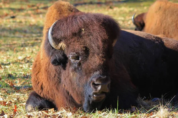 Closeup Bison Wild Nature — Stock Photo, Image