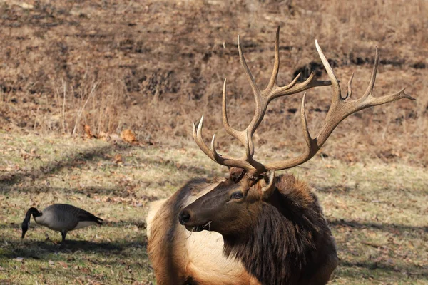 Shot Elk Forest Daytime — Stock Photo, Image