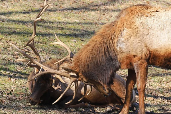 Zwei Männliche Elchbullen Kämpfen Wald Die Vorherrschaft — Stockfoto