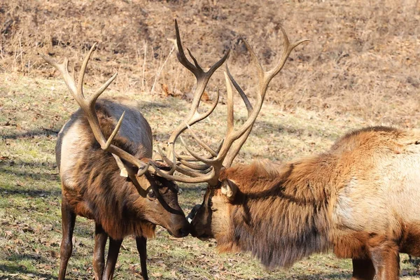 Two Male Elk Bulls Fight Domination Forest — Stock Photo, Image