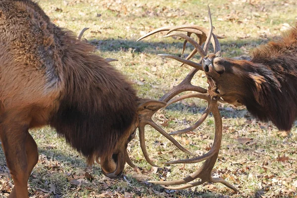 Two Male Elk Bulls Fight Domination Forest — Stock Photo, Image