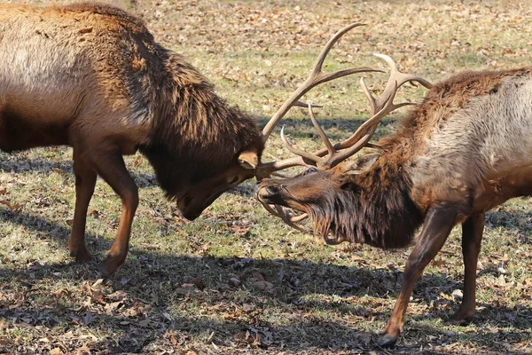 Two Male Elk Bulls Fight Domination Forest — Stock Photo, Image